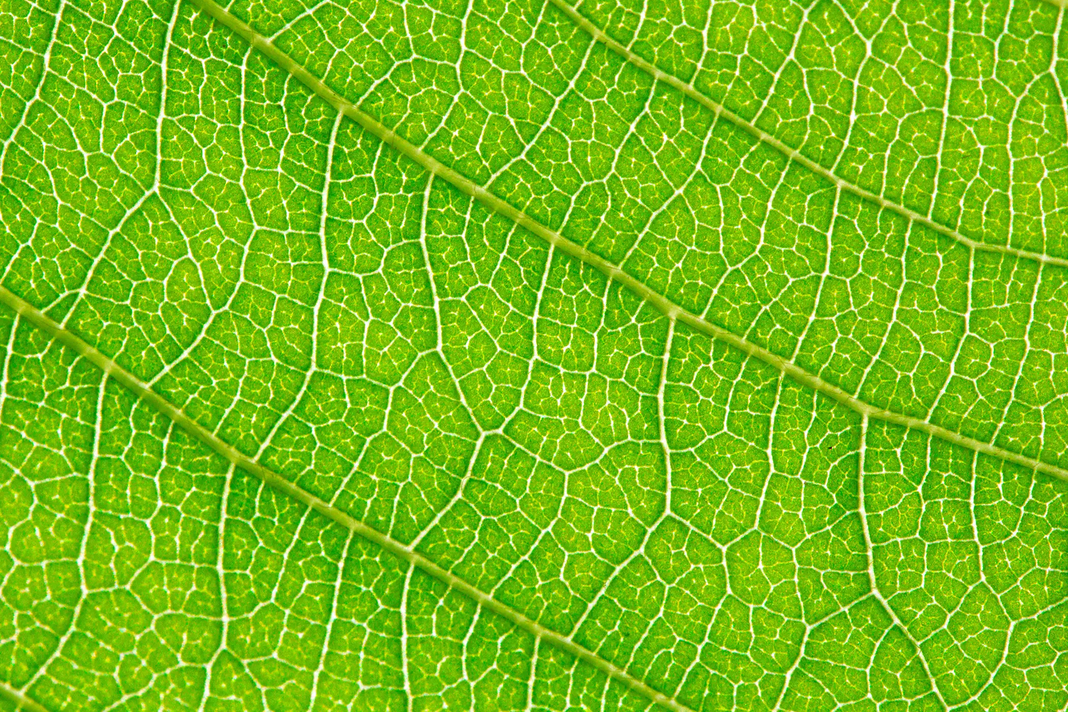 green foglia