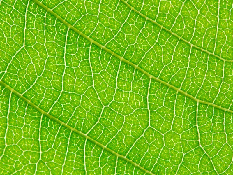 etichette-green-per-un-futuro-sostenibile